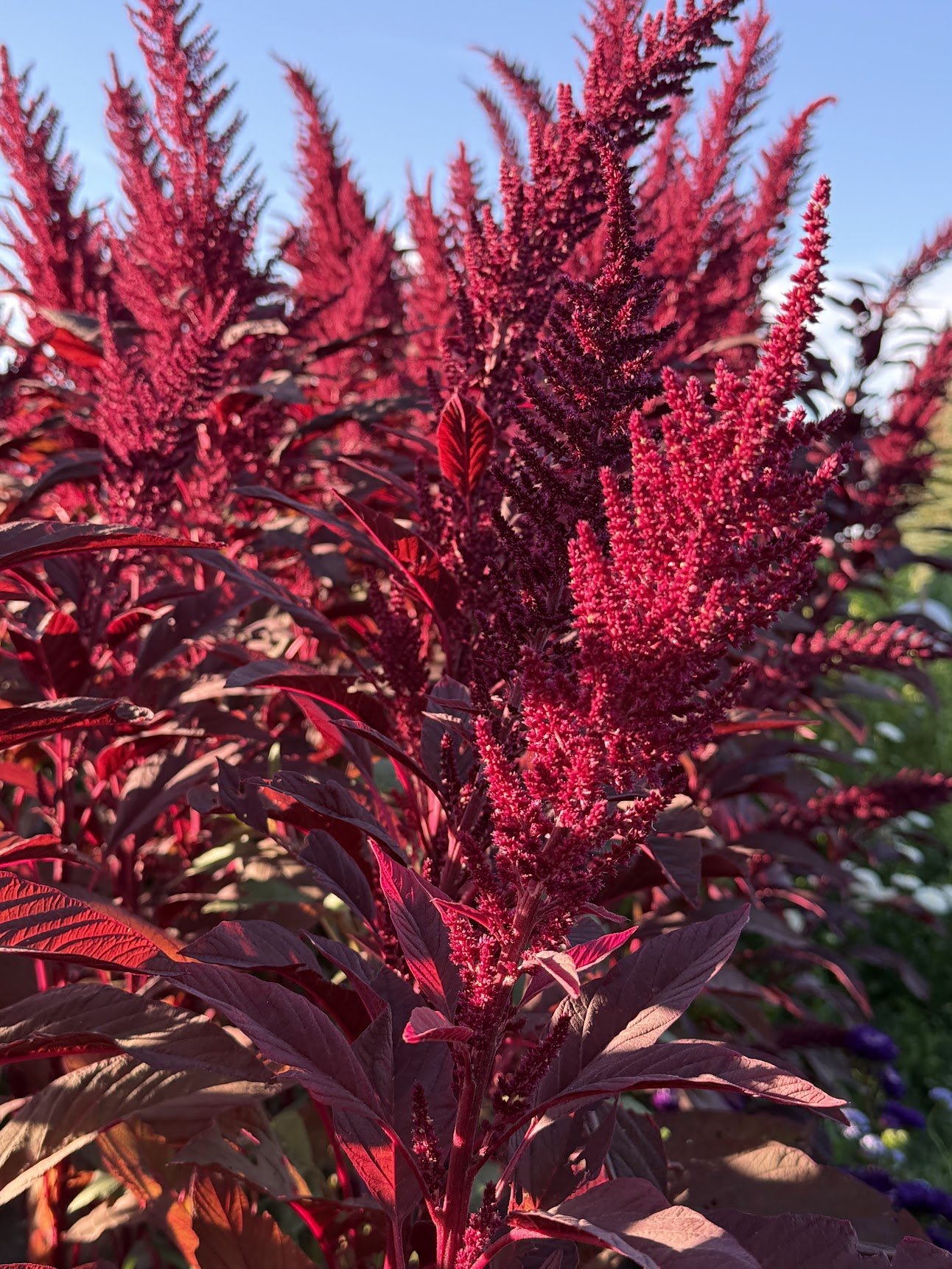 Amaranthus ‘Velvet Curtains’