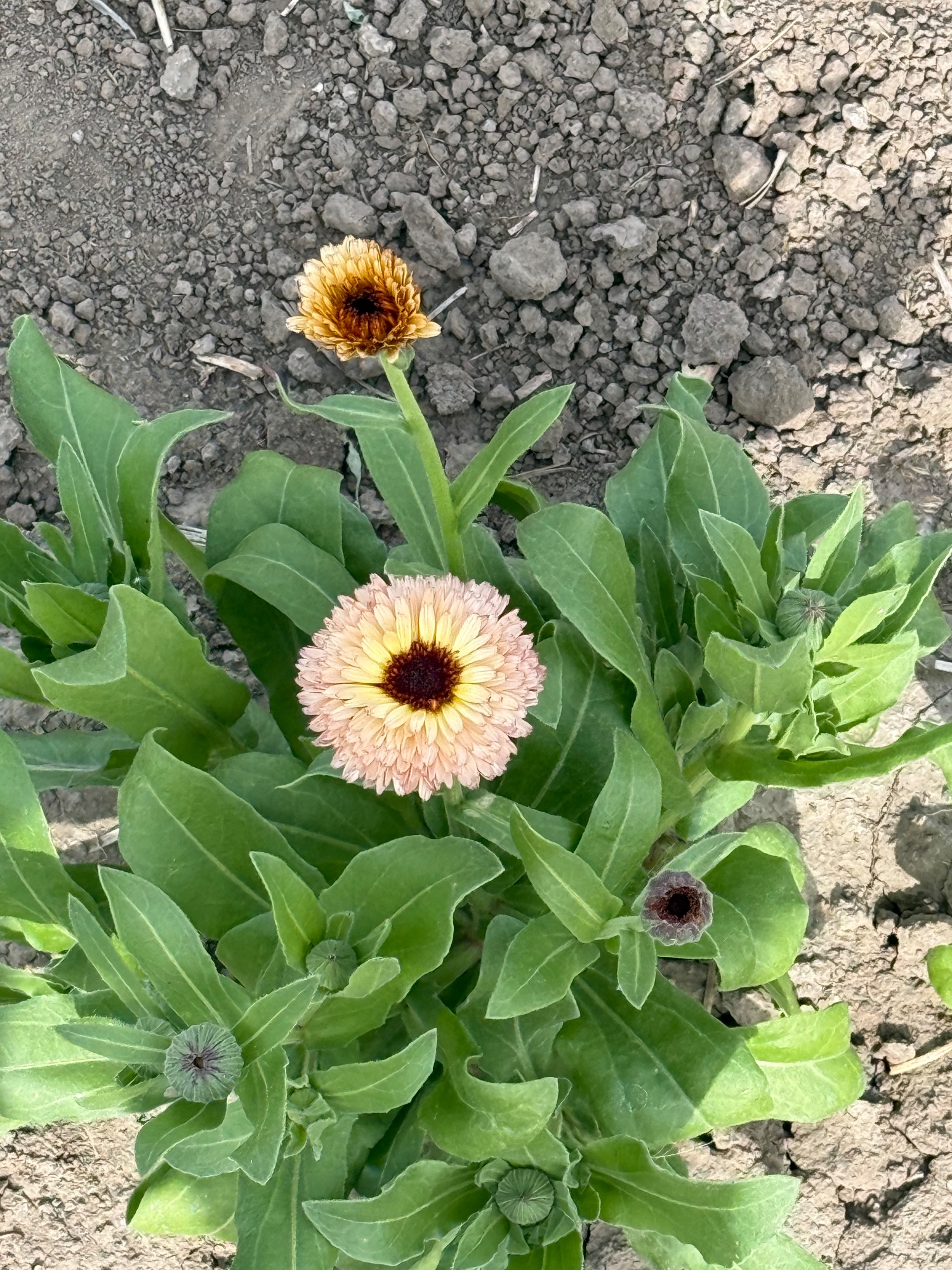 Calendula ‘Touch of Red Buff’