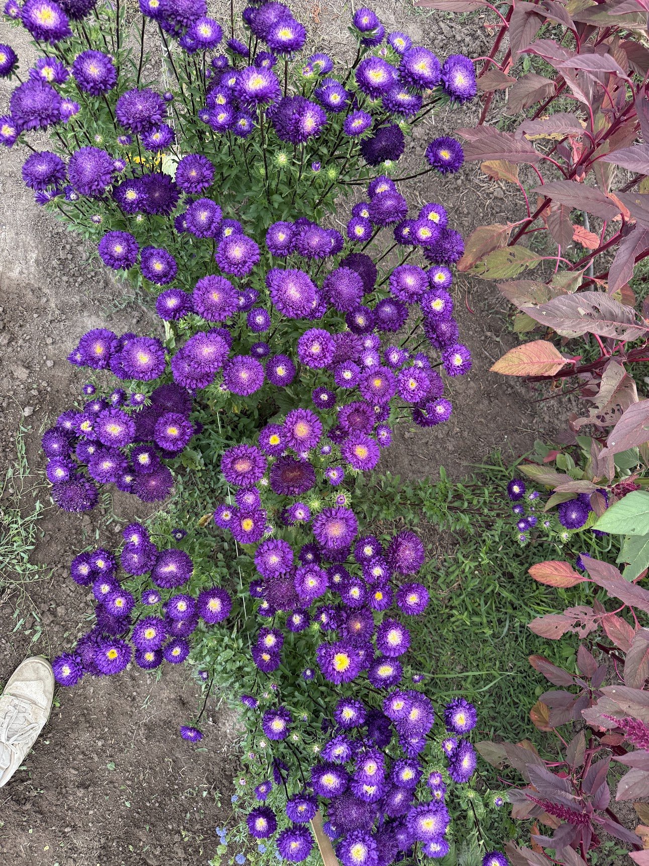 China Aster ‘Azumi XL Blue’