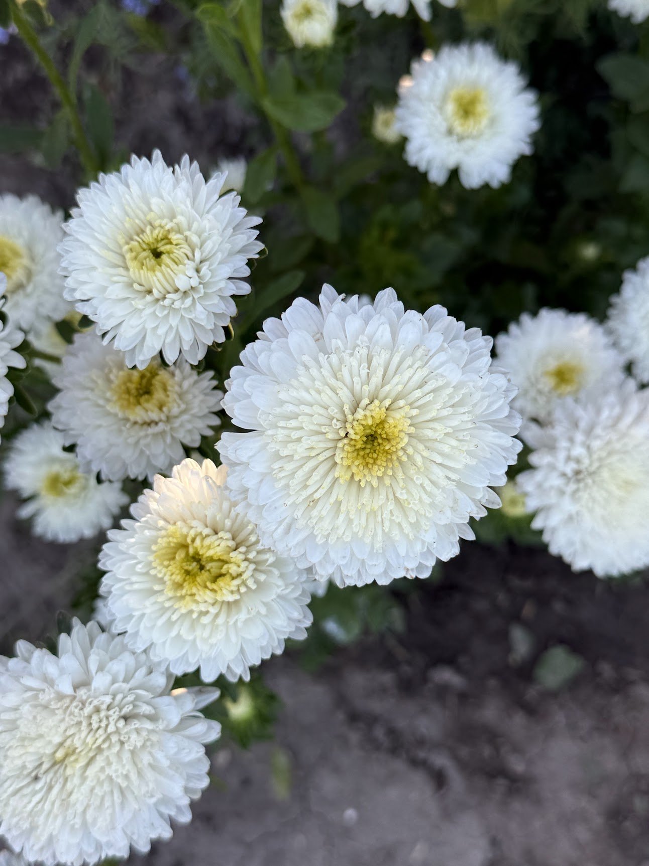 China Aster ‘Azumi XL White’