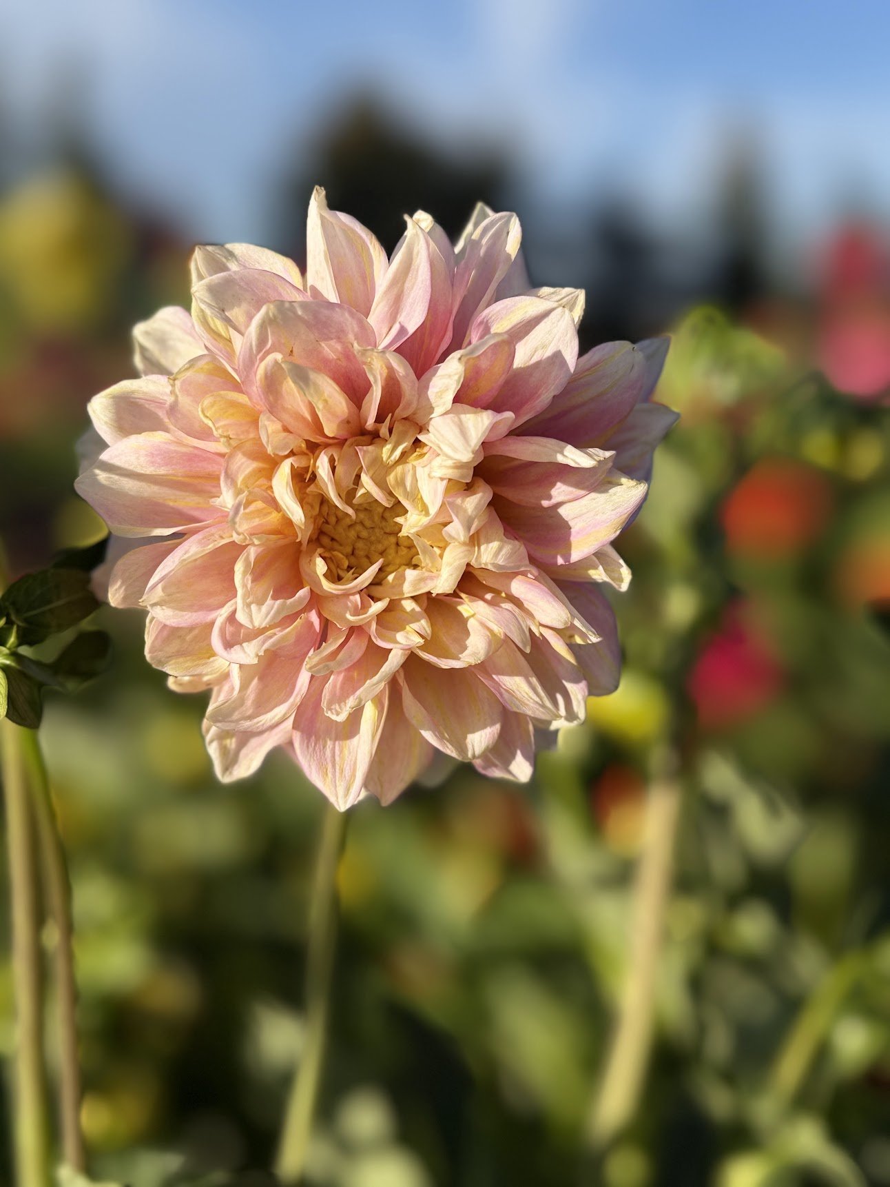 Dahlia ‘Giant Hybrid Mix’