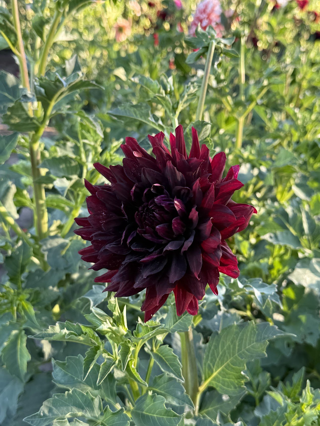 Dahlia ‘Hollyhill Black Beauty’
