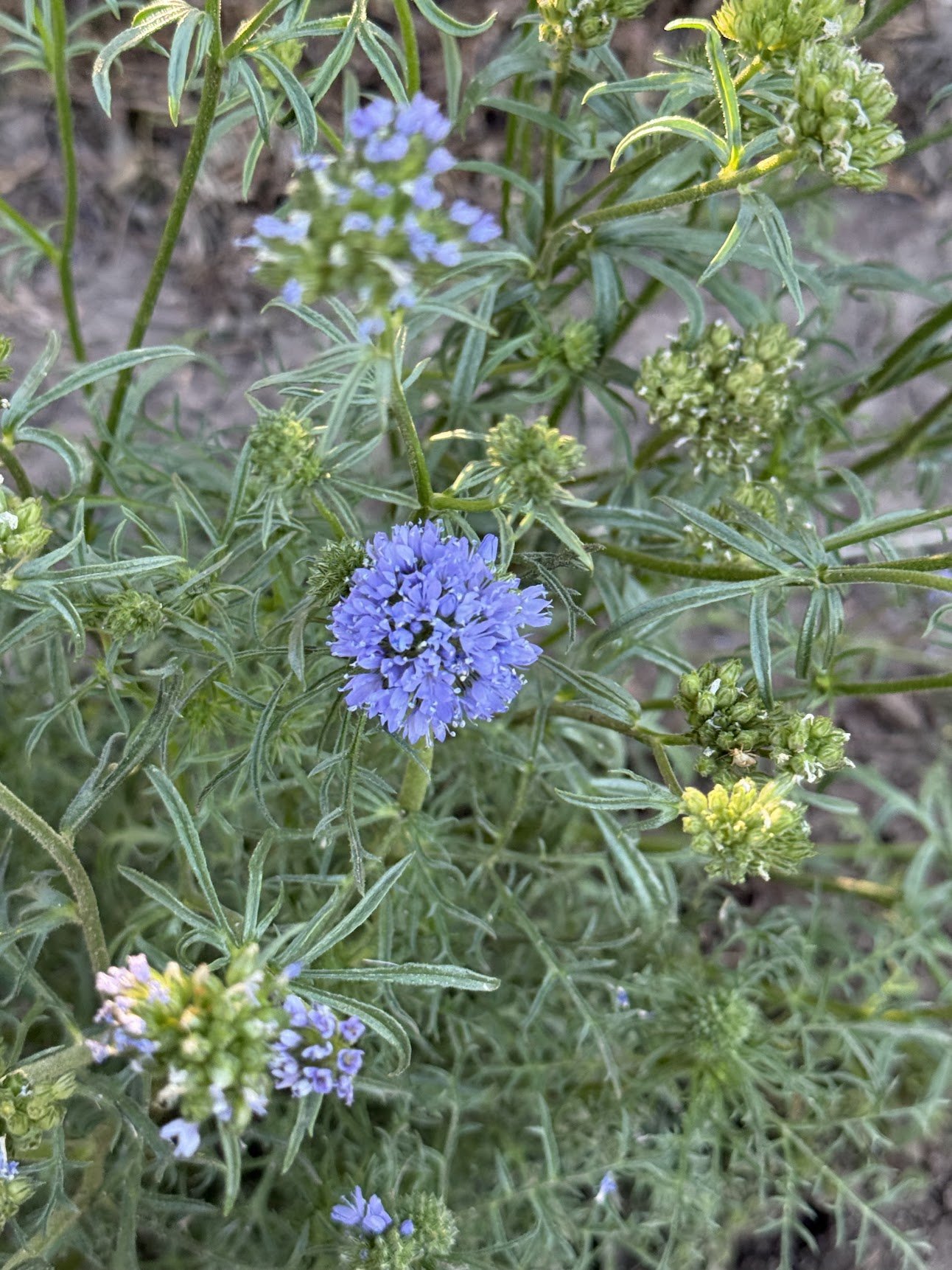 Gilia ‘Globe Gilia’