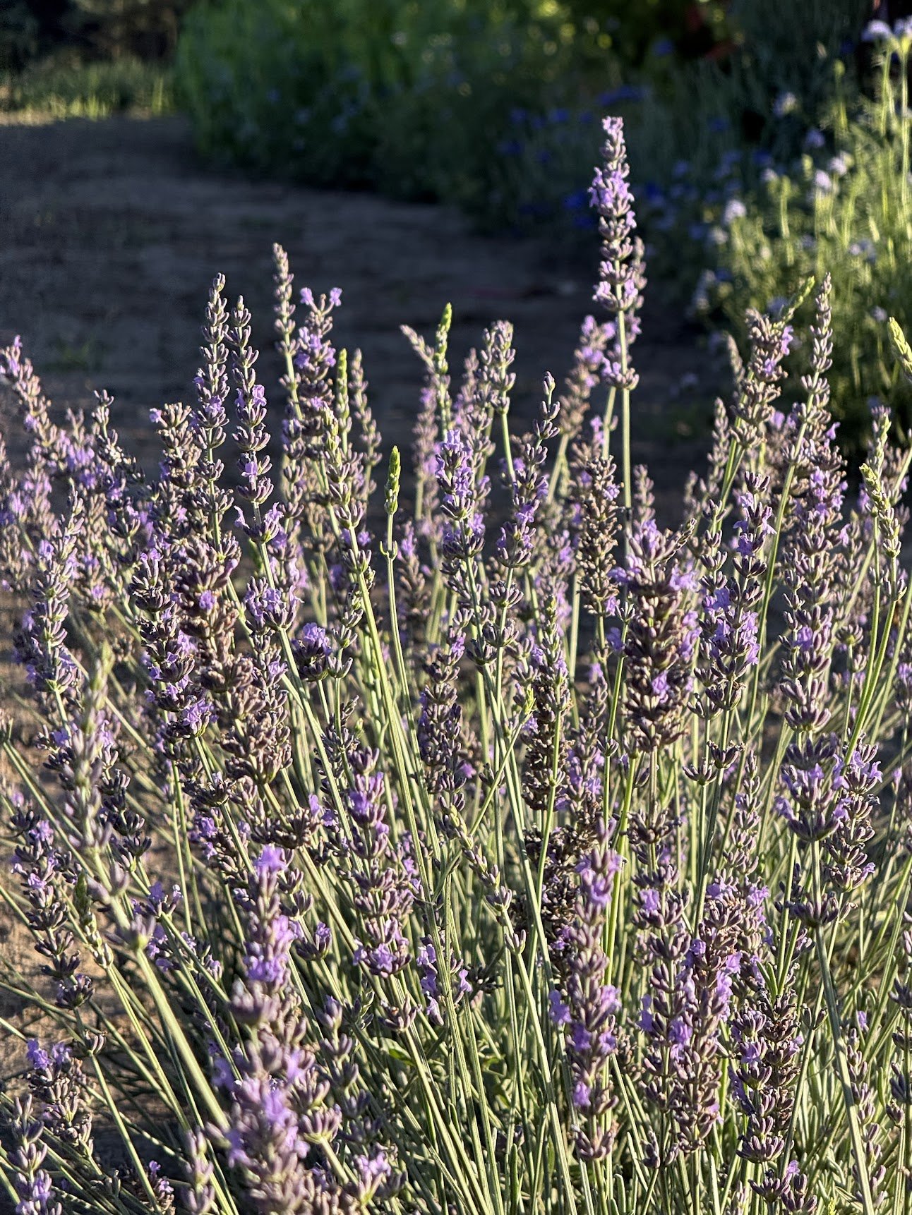 Lavender ‘Phenomenal’